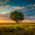 A wide angle shot of a single tree growing under a clouded sky during a sunset surrounded by grass