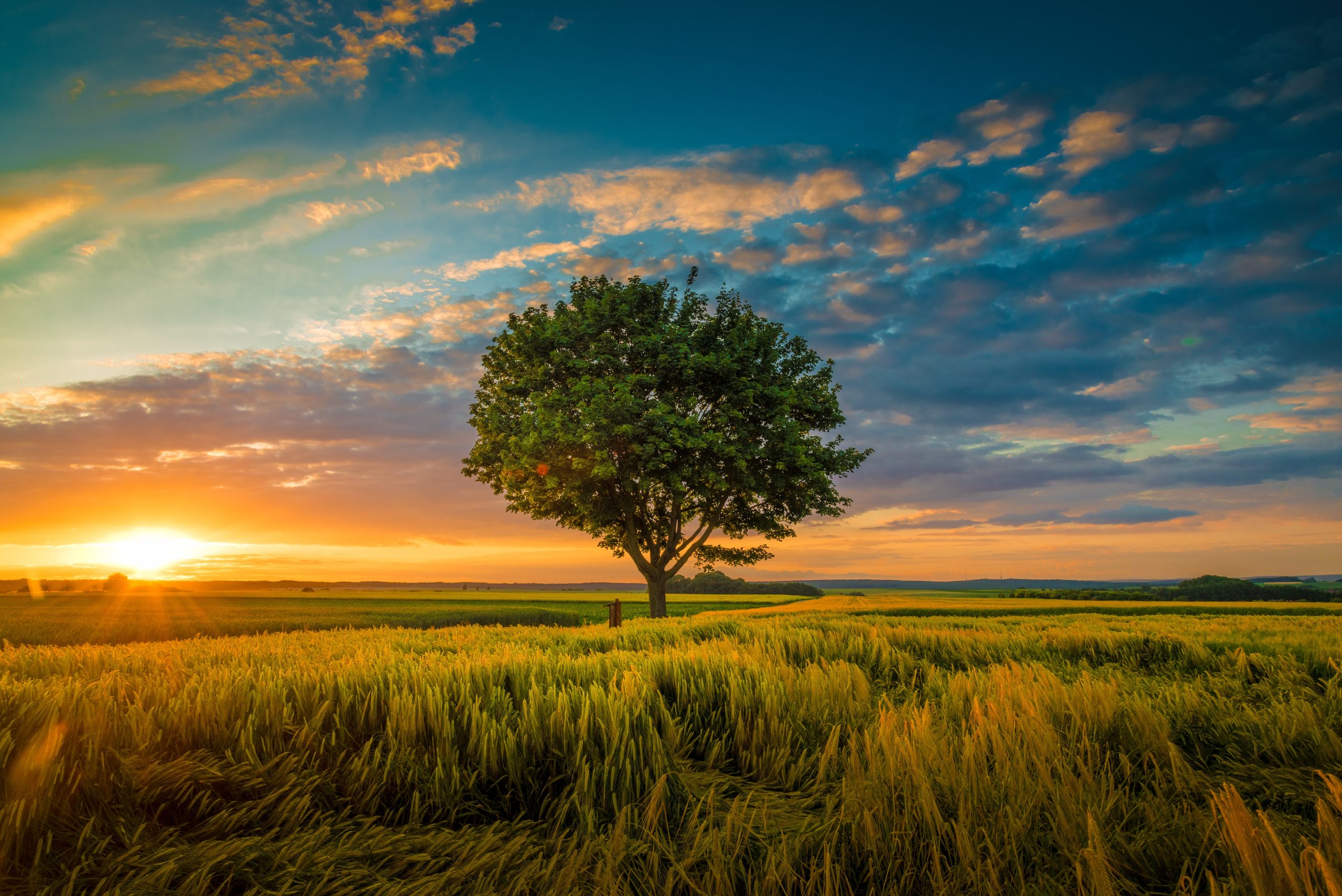 A wide angle shot of a single tree growing under a clouded sky during a sunset surrounded by grass